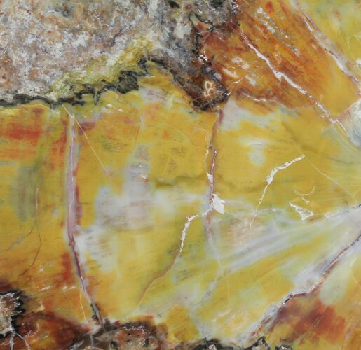 Rich Yellow/Red Arizona Petrified Wood Slab - #35685